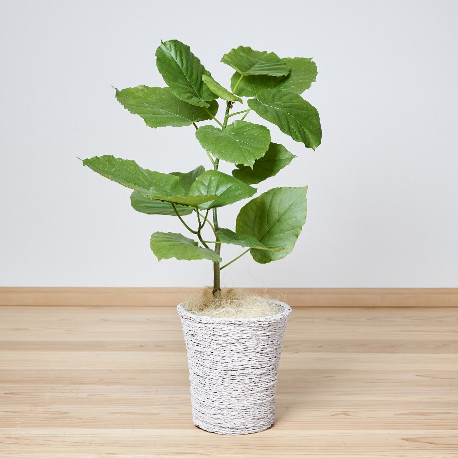 観葉植物のギフト