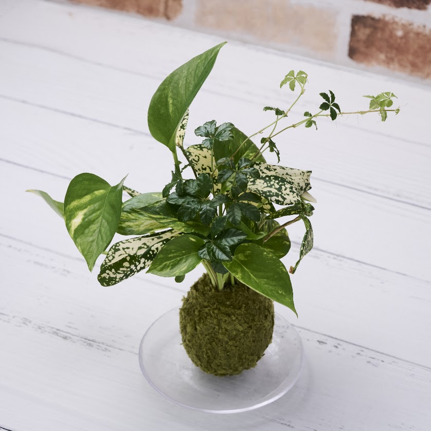 緑の葉を楽しむ小さな観葉植物