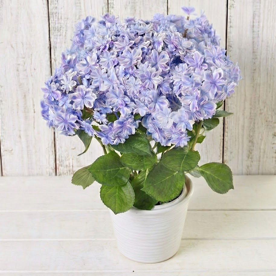 あじさいの鉢植え